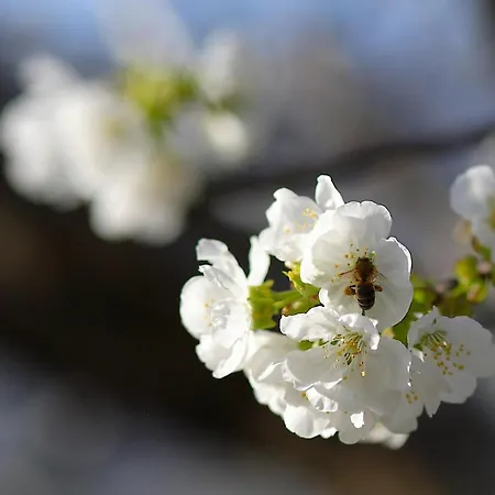 Prado Del Abuelo Apartment