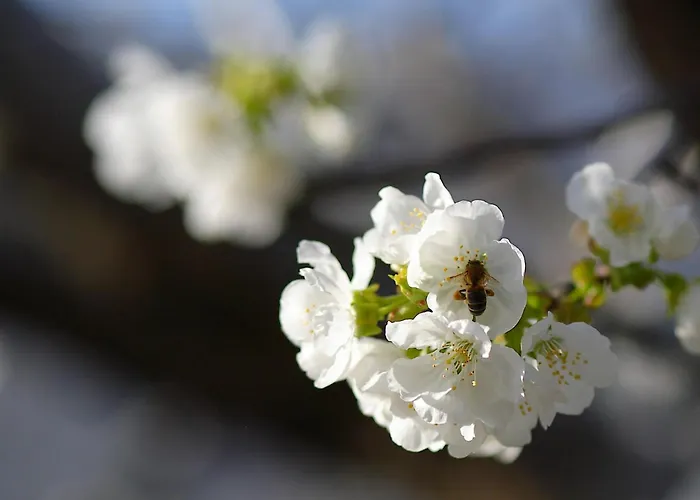 Prado Del Abuelo Appartement